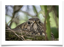 thrush - Rob Shaw